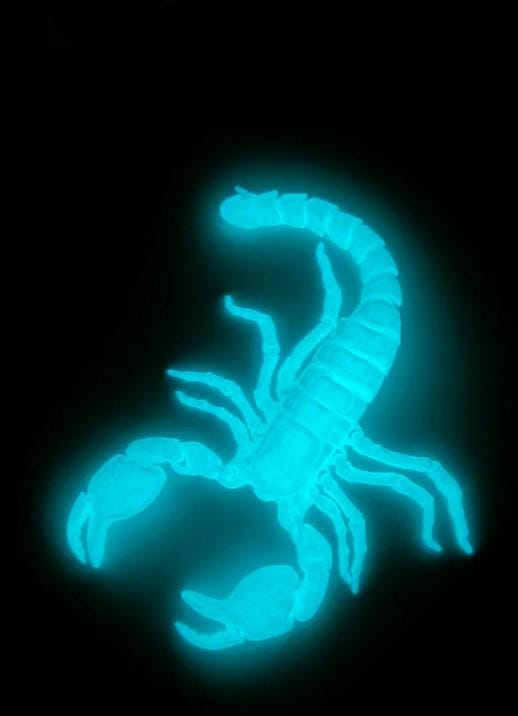 Flexi Scorpion STL – Hochflexibler, einteilig druckbarer 3D-Skorpion